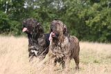 FILA BRASILEIRO 147